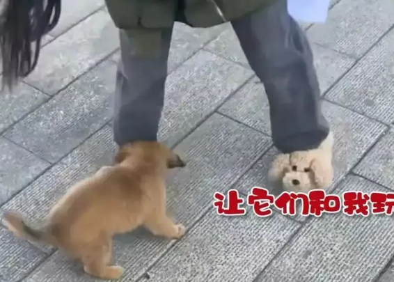湖北一女生穿拖鞋出门，被陌生狗狗一哭狂追，了解拖鞋的款式后笑了
