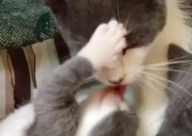 流浪猫被女子带回家，只因它脚趾头挺多，2小时后就生了6只小猫