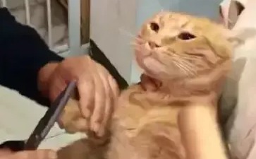 铲屎官给橘猫剪指甲，橘猫看着面前的擀面杖，它流下屈辱的泪水