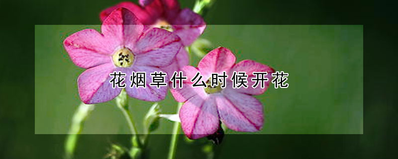 花烟草什么时候开花