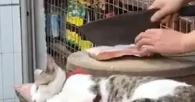 主人挥刀剁肉，猫咪淡定躺砧板旁睡觉，网友：不怕主人手滑？