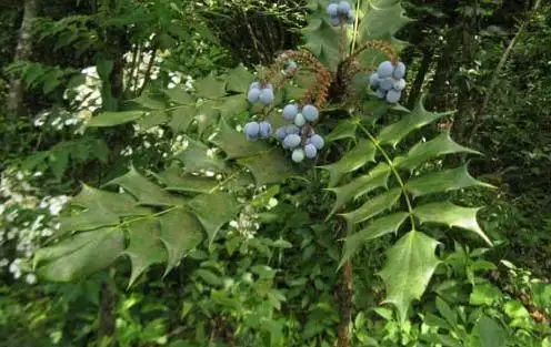 十大功劳别名揭秘，一叶知秋，黄天竹、土黄柏，名号背后的植物传奇