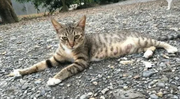收养了一只流浪猫，回来就见床上多了6只小奶猫，这是拖家带口啊