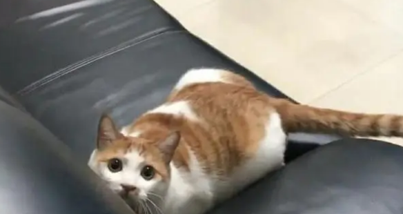橘猫当上了“公务员”，业务能力出色，走上了猫生巅峰啊