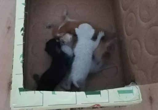 流浪猫跑进房东家二楼隔板间里生了6只小奶猫，我应该怎么办呢？ 