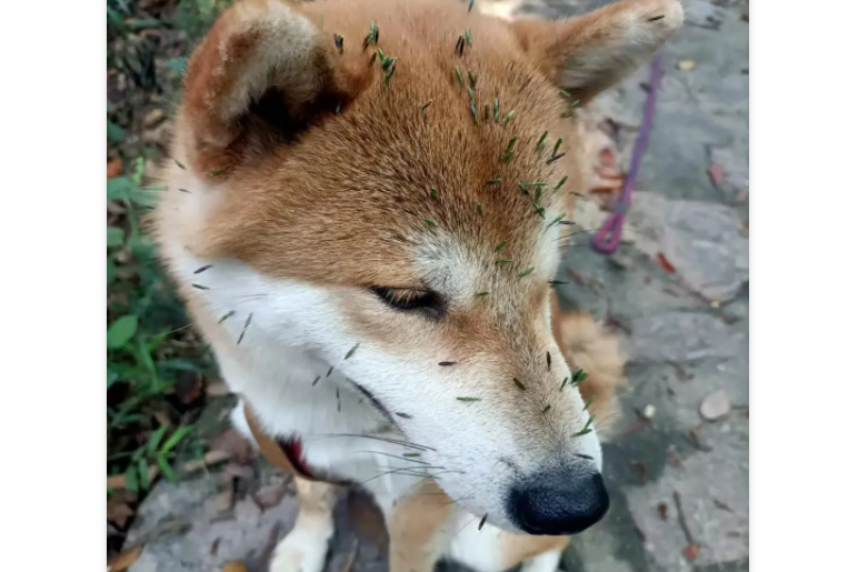 狗狗每晚睡前必啃拖鞋，主人直接摆烂：绑根绳子还能继续穿！