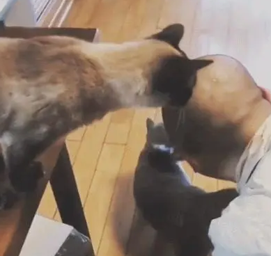 猫咪看着主人的光头，忍不住上手摸了一下：这手感不错