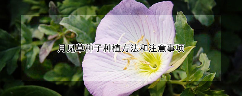 月见草种子种植方法和注意事项