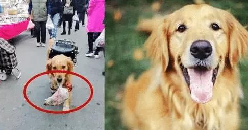 金毛拿着一百块去买烤鸭，走在路上被围观，看这身打扮，家里有矿