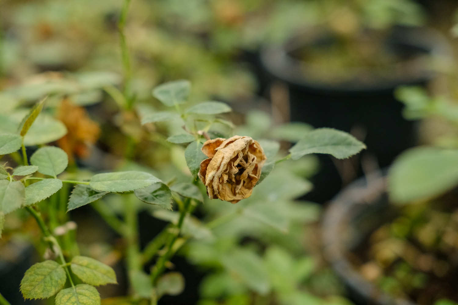 月季花白粉病的防治