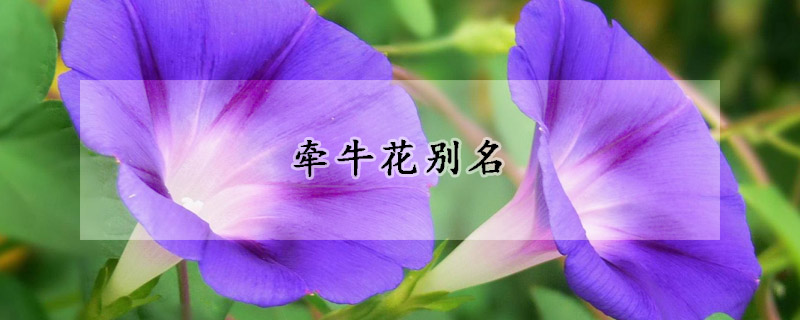 牵牛花别名