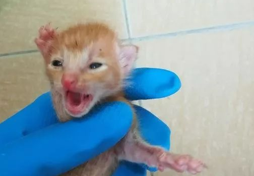流浪猫跑进房东家二楼隔板间里生了6只小奶猫，我应该怎么办呢？ 
