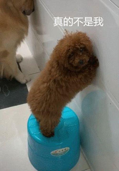 狗狗肛门失禁症状_狗狗肛门失禁_狗狗肛门闭锁怎么办