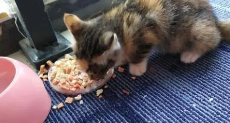 流浪小猫跑来家里乞讨，女孩喂养了两天后，把猫一脚踢到门口去