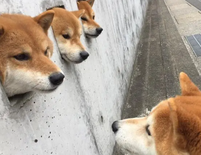 主人特地在墙上开三个洞，让柴犬卡在里面！“卡洞三柴”横空出世