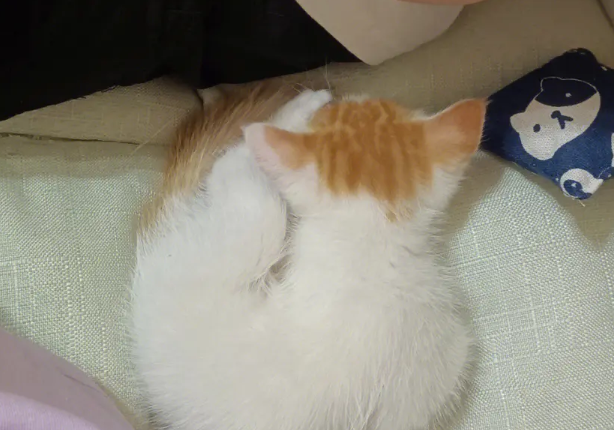 猫咪“健身”噪声扰民 西夏法院法官上门解纷