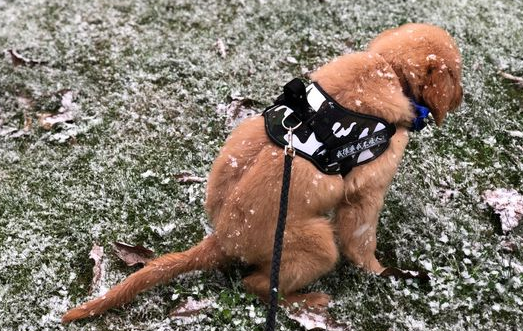 下着雪也得带着金毛出来，玩一会儿身上就都是雪了！ 