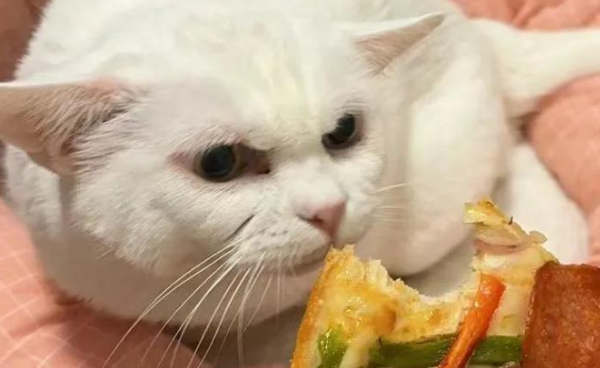 吃披萨向猫咪炫耀，然后它拳头突然“硬了”