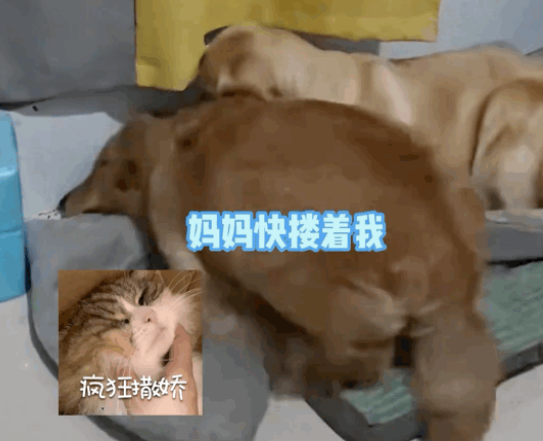 小金毛被送到狗妈家寄养，开心到打滚…网友：除了它，亲妈和养母都沉默了