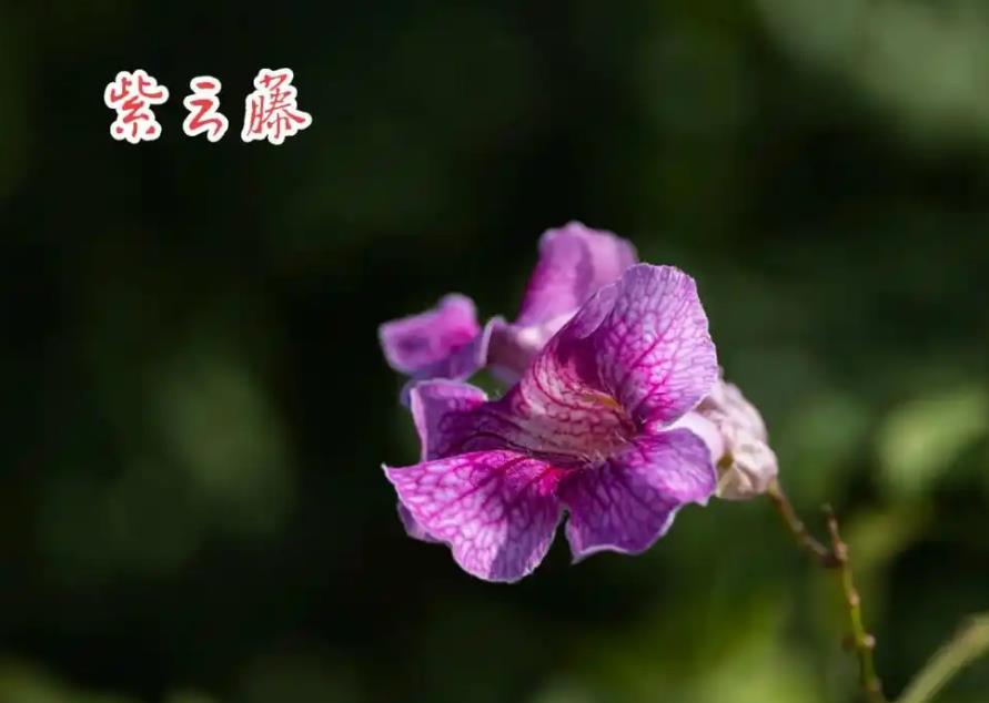 紫芸藤是什么植物，有什么特点和用途？