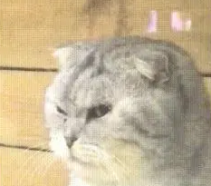 宠物店一只猫长大了还没卖出去，看到人就一脸杀气：谁敢买我！