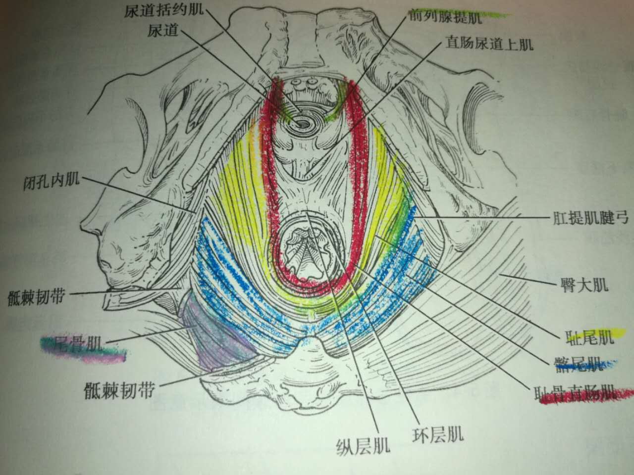 肛周脓肿手术后大便失禁怎么办_肛周脓肿手术后肛门失禁_肛周脓肿手术后小便失禁