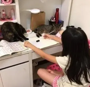 两只小猫趴作业本上，女儿嘴上抱怨写不了作业，脸上却笑得开心
