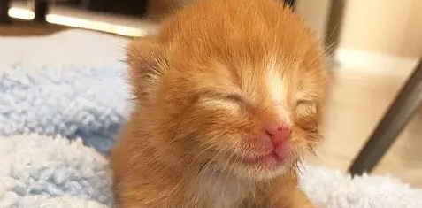 2只小奶猫，刚出生就被抛弃，相依为命直到遇到新主人！
