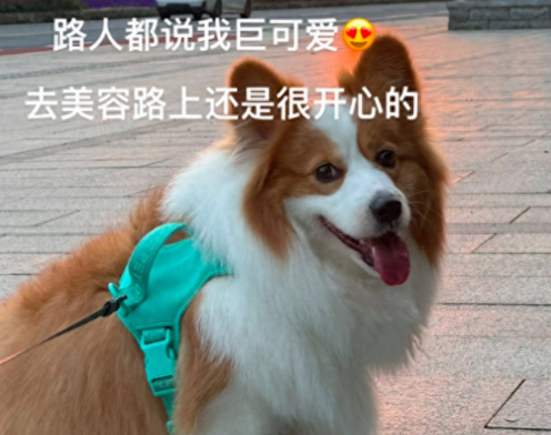 带柯基去宠物店美容，去时笑容满面回来时想哭