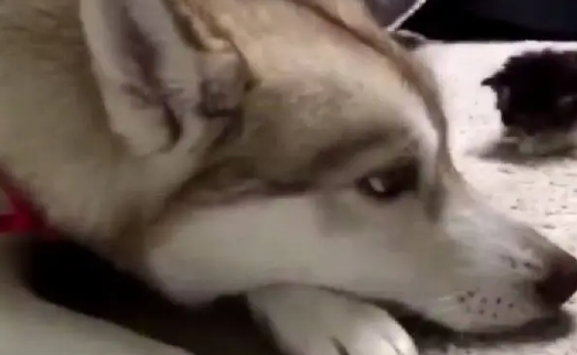 被哈士奇带大的小猫咪，长大后性格估计跟哈士奇一模一样