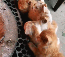 6只小橘猫围着火炉烤火，场面萌到失控，网友：右边那只被烤焦了