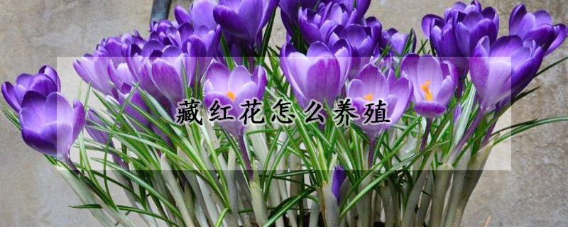 藏红花怎么养殖