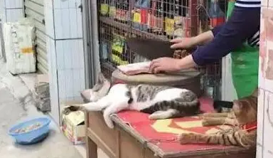 主人挥刀剁肉，猫咪淡定躺砧板旁睡觉，网友：不怕主人手滑？