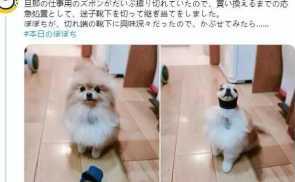 网友将博美犬的头发扎起来后，它的头瞬间变小了，真羡慕它的发量