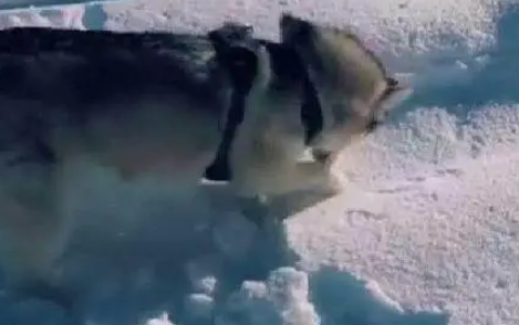 主人把哈士奇带到了雪地，这才是哈士奇正确打开方式啊