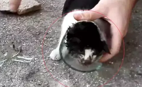  流浪猫为了食物钻进玻璃瓶，结果出不来了，直到等来好心人