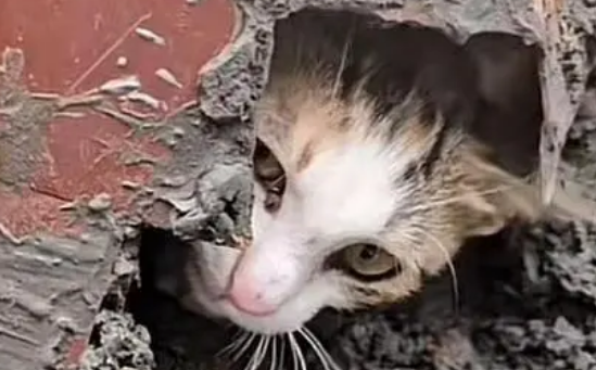 流浪猫被新刷的水泥封在墙角，女子用筷子挖洞解救小猫