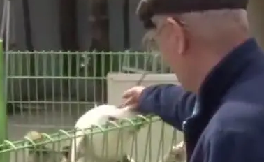 走丢的狗狗不愿与人接触，当看到主人找到它，接下来一幕太感人了