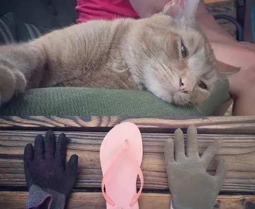 专门偷邻居鞋子的「可爱猫小偷」，让主人伤透了脑筋