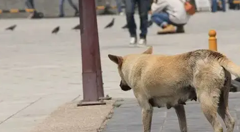 流浪狗有情有义不忘其母，好心人义伸援手保狗母子二命