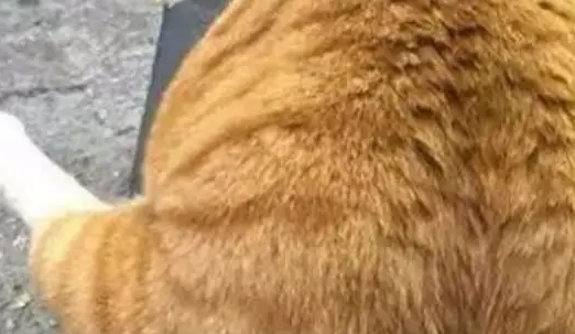 胖橘猫生了几只宝宝，唯独这只小奶猫不被待见，原因让人笑喷