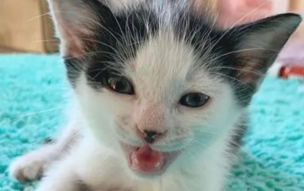 小奶猫获救后，竟只有抱着它才入睡，网友：本来就是一家吧！