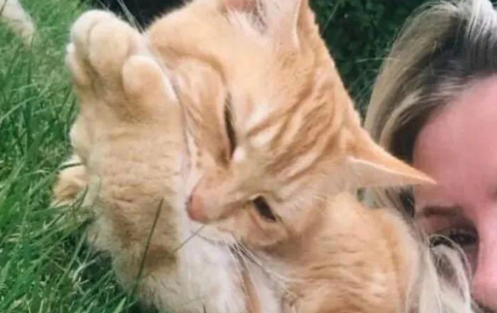 猫咪意外离世，主人不舍把猫咪做成标本：“它像睡着了！”
