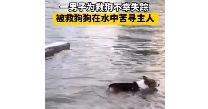 悲剧！湖北一男子为救宠物狗不慎溺水，狗狗水中苦寻失踪一天主人