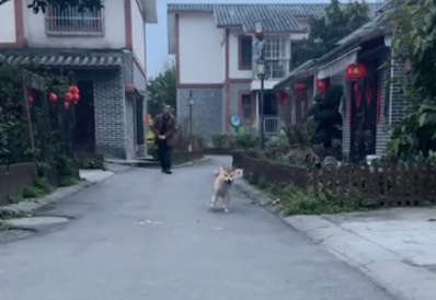 狗狗的一条腿瘸了，但却跑得飞快去找同伴玩！