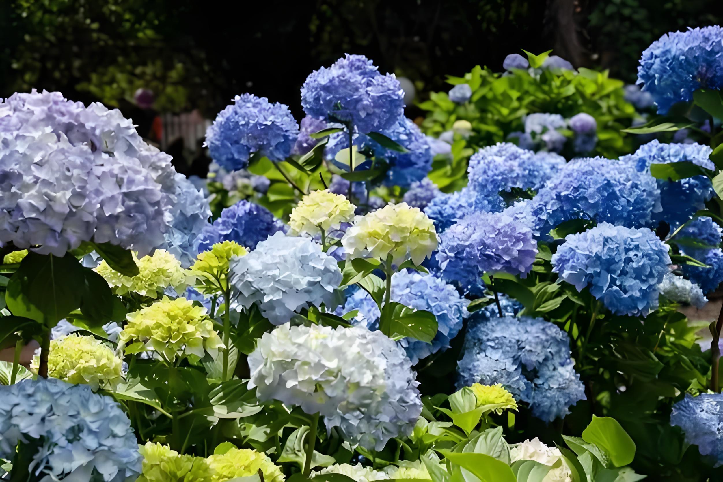 绣球花能不能绕阳台杆子长,怎么养