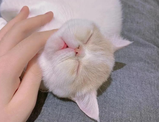 年轻人已成养猫主体人群：“看见它，心也被治愈了”