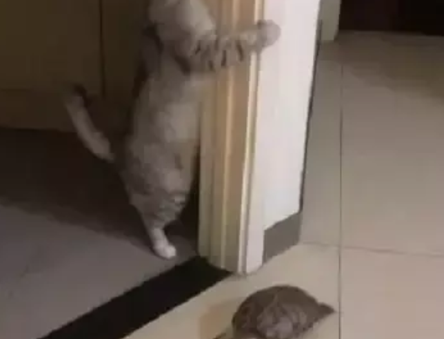 小猫咪和乌龟捉迷藏，当猫以为自己被发现时，下一秒的反应太逗了