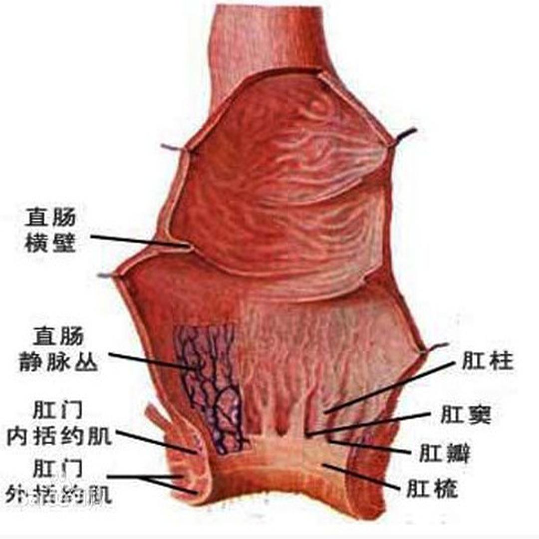 小孩肛门失禁_小孩肛门失禁是什么疾病_肛门失禁的治疗方法