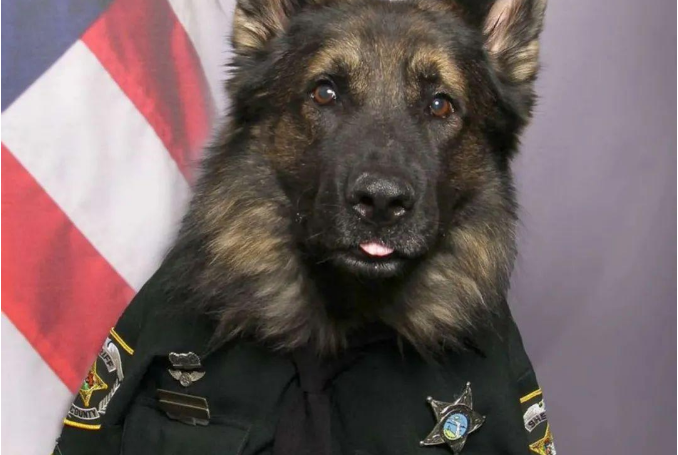 德牧警犬穿正式警服拍证件照，看起来好像小孩偷穿老爸西服一样